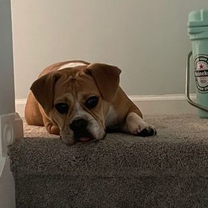 Meet your Posher, Justin